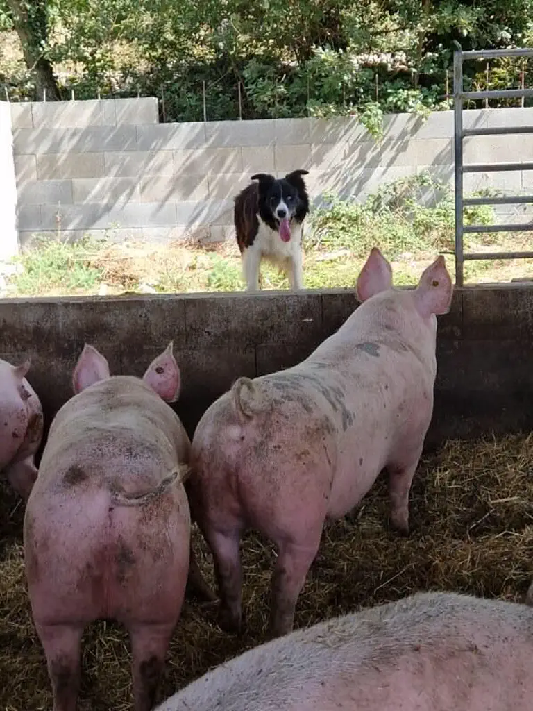 ferme-gaec-pierre-et-terre-grealou-02 Gaec Ferme Pierre et Terre