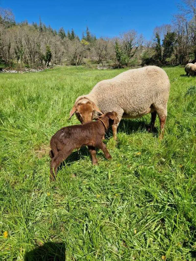 ferme-gaec-pierre-et-terre-grealou-03 Gaec Ferme Pierre et Terre